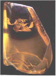 bernstei.jpg (10760 Byte)